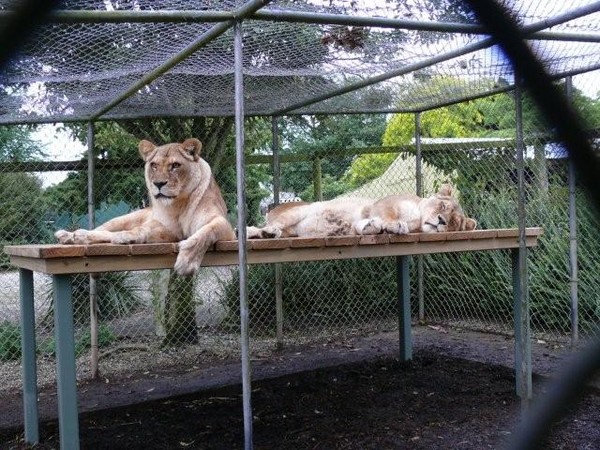 It may look like a piece of wood but these girls are lounging about in style